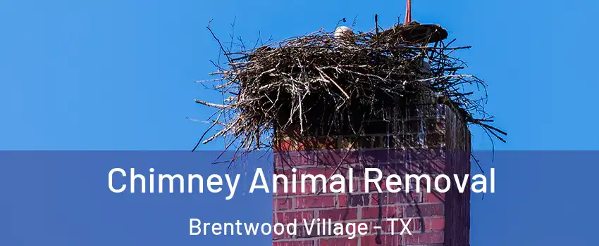 Chimney Animal Removal Brentwood Village - TX