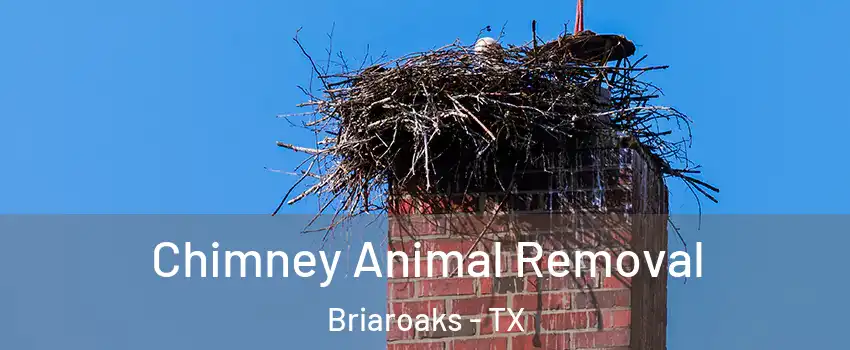 Chimney Animal Removal Briaroaks - TX