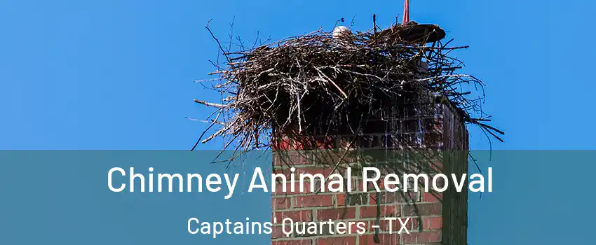 Chimney Animal Removal Captains' Quarters - TX