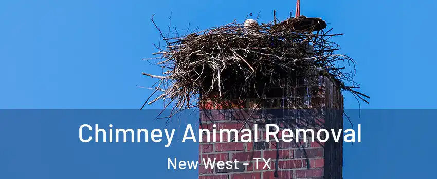 Chimney Animal Removal New West - TX