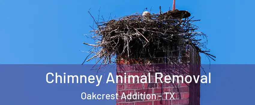 Chimney Animal Removal Oakcrest Addition - TX