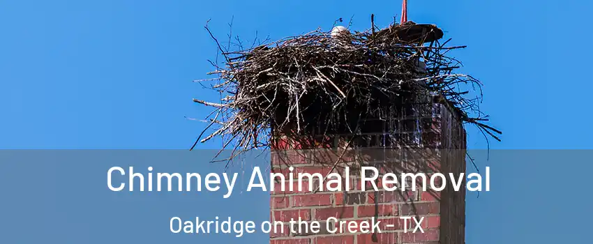 Chimney Animal Removal Oakridge on the Creek - TX