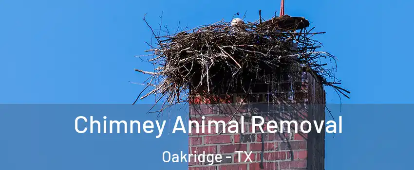Chimney Animal Removal Oakridge - TX