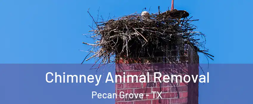 Chimney Animal Removal Pecan Grove - TX