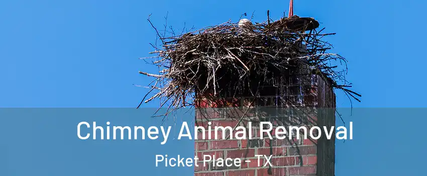 Chimney Animal Removal Picket Place - TX