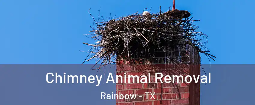 Chimney Animal Removal Rainbow - TX