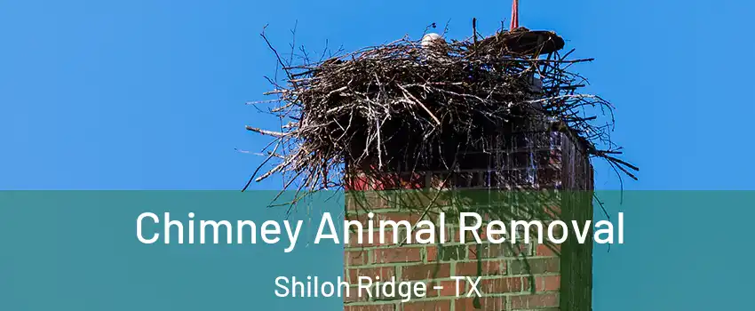 Chimney Animal Removal Shiloh Ridge - TX