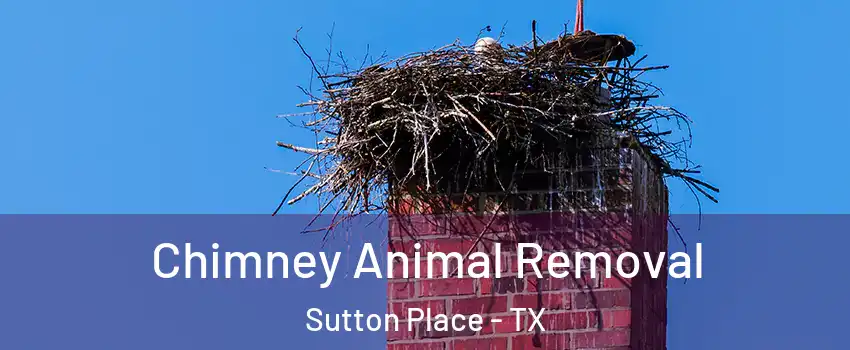 Chimney Animal Removal Sutton Place - TX