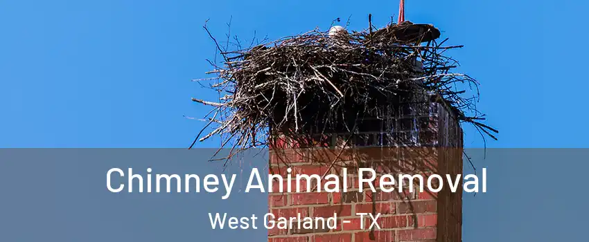 Chimney Animal Removal West Garland - TX