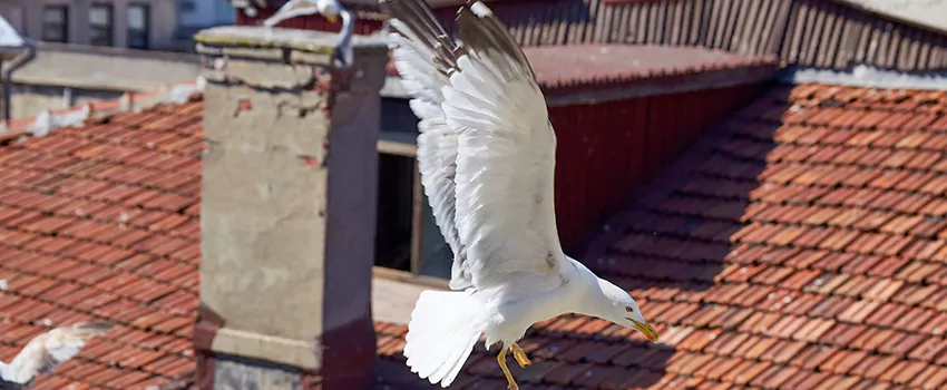 Residential Chimney Animal Removal Solution in Homeowners of Downtown, TX