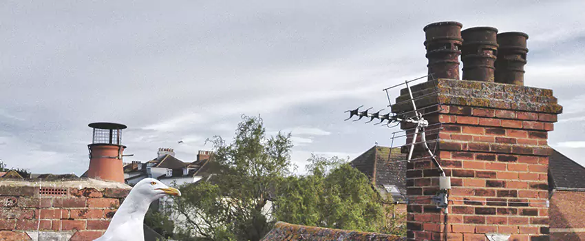 Chimney Cleaning And Restoration in Homeowners of Downtown, Texas